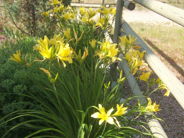 how to divide daylilies, gardening, Mature Daylily clump