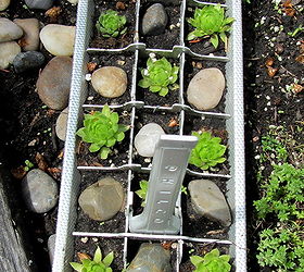 12 fun ways to plant hen amp chicks, gardening, outdoor living, repurposing upcycling, succulents, In an ice cube tray