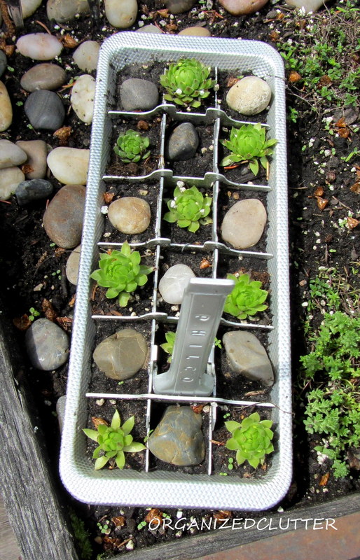 12 fun ways to plant hen amp chicks, gardening, outdoor living, repurposing upcycling, succulents, In an ice cube tray
