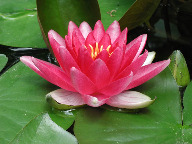 popular hardy waterlilies for your pond, flowers, gardening, outdoor living, ponds water features, Red Attraction 6 to 8 dark red flower Green leaves Enjoys full sun