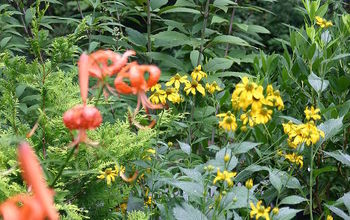 tall perennial of the day, the cutleaf coneflower is a cold hardy perennial that is hardy from Zone 5-9 (possibly