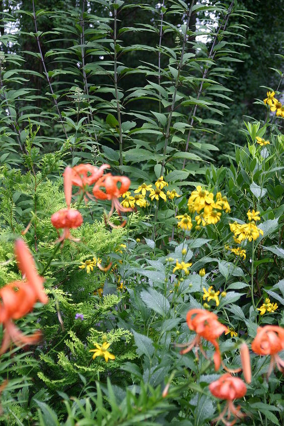 tall perennial of the day the cutleaf coneflower is a cold hardy perennial that is, flowers, gardening, perennials, Rudbeckia Herbstonne with orange lilies