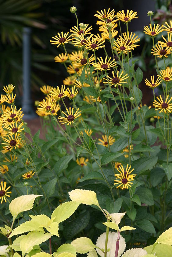 perennial plant of the day you gotta love plants that bloom in the heat of august, flowers, gardening, perennials, Rudbeckia Henry Eilers