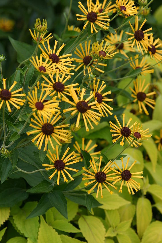 perennial plant of the day you gotta love plants that bloom in the heat of august, flowers, gardening, perennials