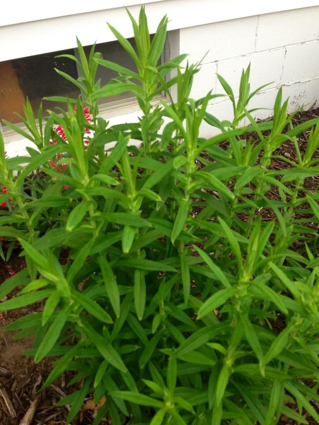 weed or plant