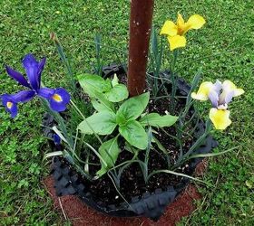 my spring garden, flowers, gardening, outdoor living, succulents, Dutch iris sunflowers planted by the birds