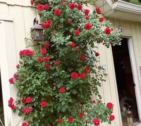 roses, gardening