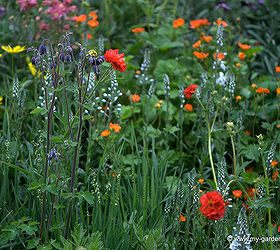 the hottest trends from 2013 chelsea flower show in london, flowers, gardening, outdoor living, Naturalistic gardens were seen throughout the 2013 Chelsea Flower Show in London Photo copyright Elspethbriscoe Flickr