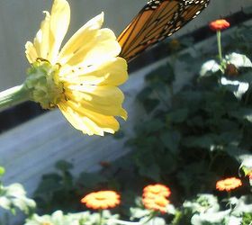 made my day butterflies and bee s still lingering about a monarch, gardening, pets animals, Couldn t get a better shot with the storage trailer there grrr