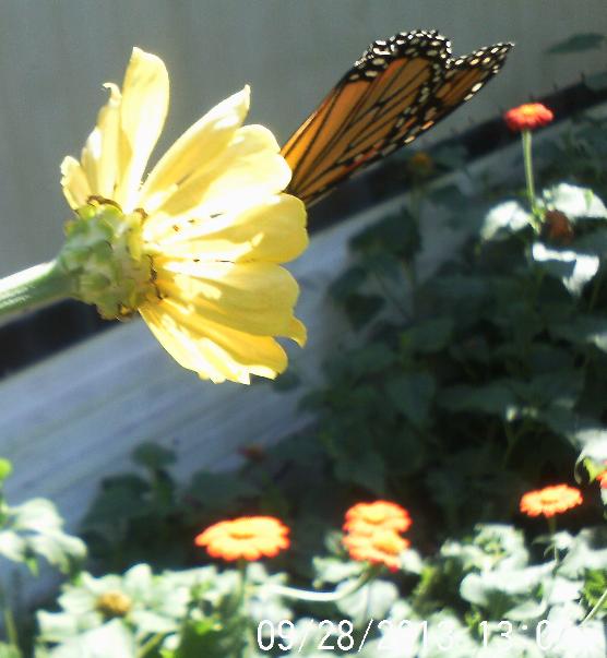 made my day butterflies and bee s still lingering about a monarch, gardening, pets animals, Couldn t get a better shot with the storage trailer there grrr