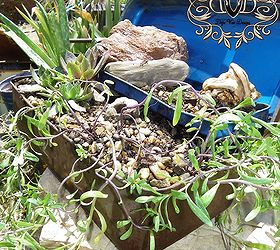 toolbox succulent garden, flowers, gardening, repurposing upcycling, succulents, Selecting small scale succulents you can add as many as you like need to compose your planter to suite your taste