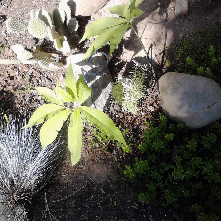 q need plant identification, gardening