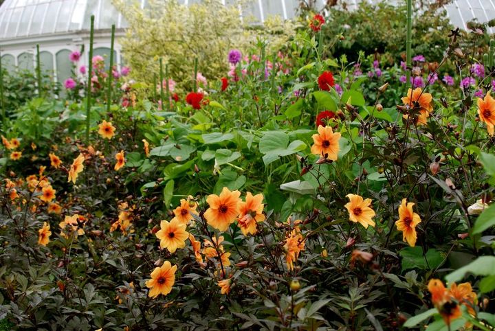 phipps conservatory in fall, gardening, A rainbow of dahlias is a pleasing end of summer sight here in the Children s garden at Phipps