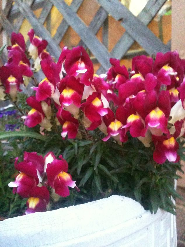 my flower garden this year, flowers, gardening, The one of snapdragons