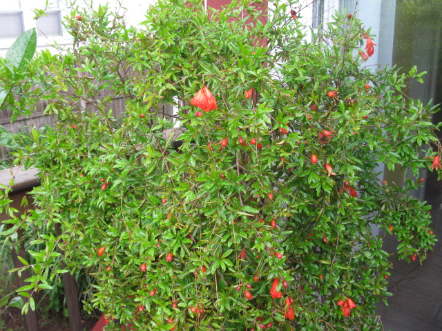 pomegranate tree, gardening