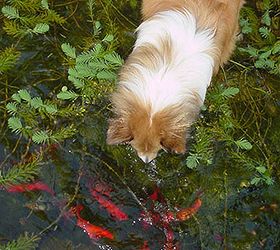 dogs love ponds, outdoor living, pets animals, ponds water features, Small dogs enjoy getting their feet wet