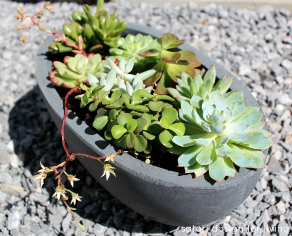 caring for outdoor succulents, flowers, gardening, outdoor living, succulents, Succulents don t like their roots sitting in water for long periods of time Use a well draining potting soil or mix sand in a flower bed