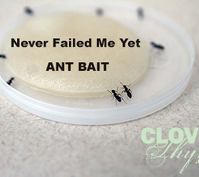 homemade ant bait, pest control, I mix the ingredients listed above together thoroughly in a glass measuring cup I stir until the sugar is completely dissolved then I dip a cotton cosmetic pad into the solution I then place the saturated pad on a plastic lid