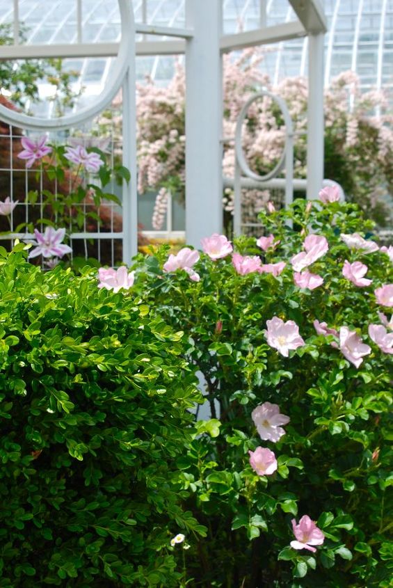 visita exposio de vero do conservatrio de phipps arte em vidro e borboletas, A rosa rugosa e o arbusto da beleza florescem juntos no final de junho