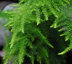 3 beautiful birdbath planters, Small ferns and there are many you can choose from are a great option for shade