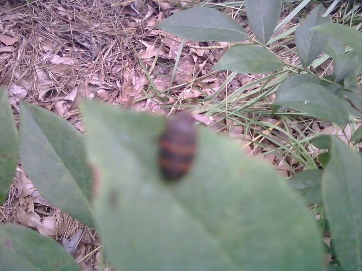 hometalkers can you identify this bug for me has two orange stripes, gardening, pest control