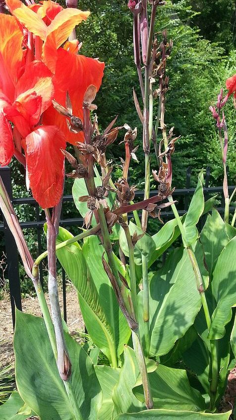 cana after flowers seeds, flowers, gardening, Cana stems after flower blooms died off