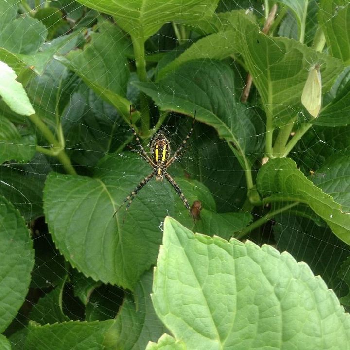 halloween tomato, gardening, This is Martha She is definitely our most beautiful spider this year