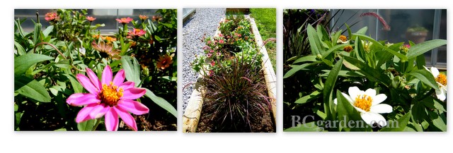 first fertilize friday in my ohio garden, flowers, gardening, hydrangea, Annuals herbs and veggies in my raised beds 2010