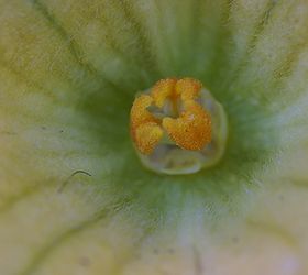 how to pollinate squash by hand, gardening, Squash flower stigma