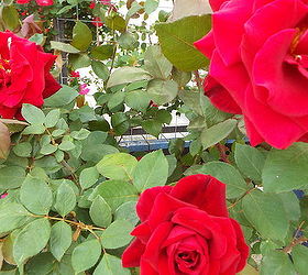 my beautiful roses smell like heaven, gardening