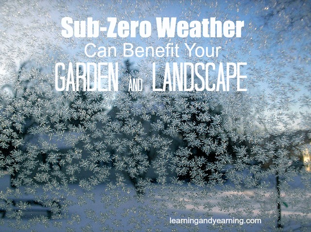 sub zero weather can benefit your garden landscape, flowers, gardening, perennials, Some of the most challenging years in the garden that I have experienced have been those after a mild winter Insects disease and rodents are just more prevalent in those years