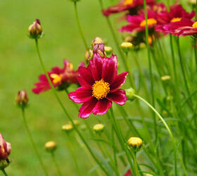 this is one garden you should see, flowers, gardening, Coreopsis Mercury Rising
