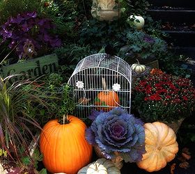 fall garden inspiration, gardening, halloween decorations, seasonal holiday d cor, Mums purple fountain grass autumn kale purple clover for autumn magic and several pumpkin varieties are combined here I reserve the yellow and orange mums for my more primitive country yard displays and let the pumpkins pop