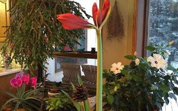Plantas con flores en enero en mi casa, Columbia Británica