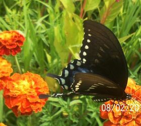 i am so not looking forward to winter i love all the butterflies we h, gardening, pets animals, Even like the Marigold s