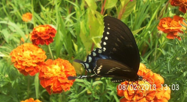 i am so not looking forward to winter i love all the butterflies we h, gardening, pets animals, Even like the Marigold s