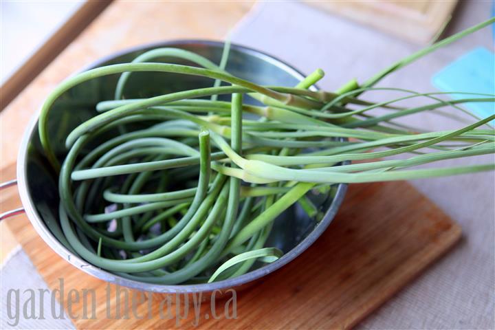 garlic scapes grow it eat it, flowers, gardening, There are a few ways to consume these little curly delights If you have plenty you could sautee them