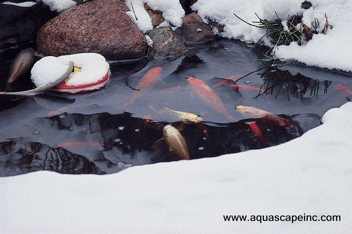 how do pond fish cope during winter, landscape, outdoor living, pets animals, ponds water features, Koi body temperatures are regulated by the water surrounding them Don t be alarmed if your koi aren t moving during cold weather and in icy water