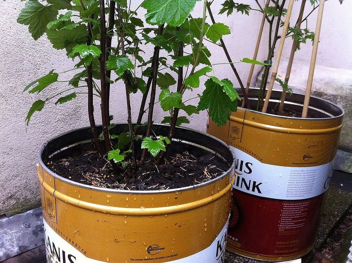 from tin can trash to planter paradise, container gardening, gardening, repurposing upcycling, urban living, Here are the two berry bushes planted in upcycled coffee containers that were thrown in the trash by a neighborhood restaurant