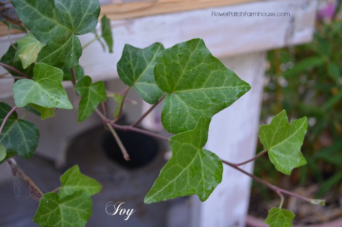 houseplants make indoor air healthier, gardening, Ivy