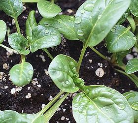 grow spinach indoors in winter, gardening