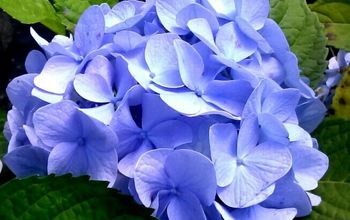 There is Simply  No Excuse for NOT Having a Hydrangea in Your Life