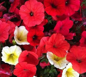 patriotic plants for a fourth of july party patriotic urbanliving, container gardening, flowers, gardening, patriotic decor ideas, seasonal holiday d cor, Love these dark red petunias