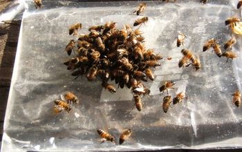 Winterizing Our Bees