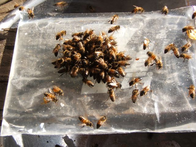 winterizing our bees, go green, homesteading, Feeding bees a fall treat of sugar water