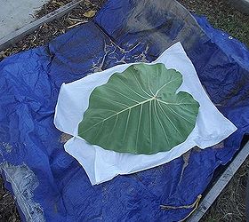 making birdbaths for christmas gifts, concrete masonry, diy, outdoor living, Lay the tarp mound your sand cover with a plastic bag and lay your leaf face down Mound the leaf with your cement mixture being sure it is thicker in the middle and tapers toward the leaf edges Cover with tarp for 48 hrs