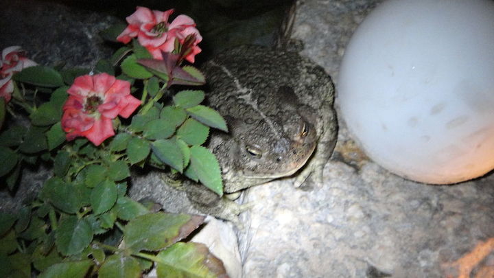 my toads in the amazing desert garden, gardening, pets animals