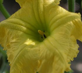 how to pollinate squash by hand, gardening, Squash flower stamen