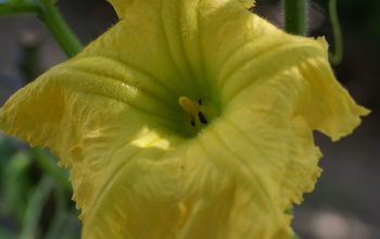 How to Pollinate Squash by Hand