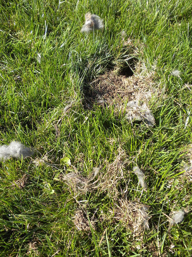 puede alguien decirme qu tipo de animal era el que estaba en mi jardn, El agujero del conejo y la piel volando